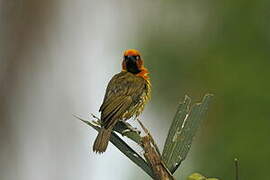 Olive-naped Weaver