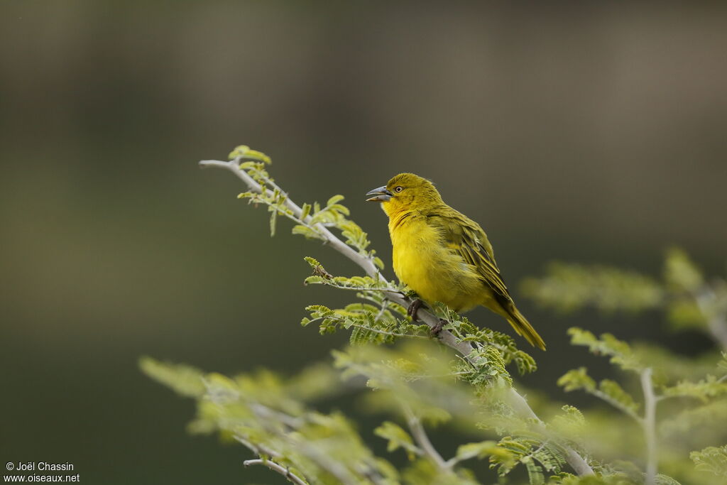 Tisserin safran, identification