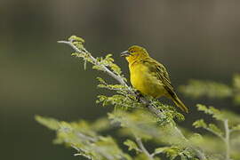 Holub's Golden Weaver