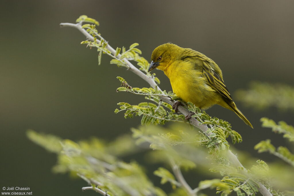 Holub's Golden Weaver, identification