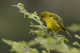 Holub's Golden Weaver