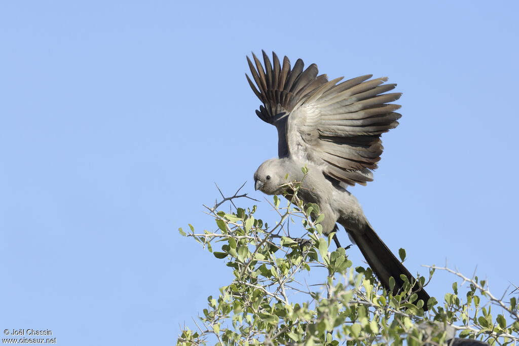 Grey Go-away-bird, identification