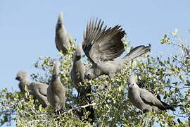 Grey Go-away-bird