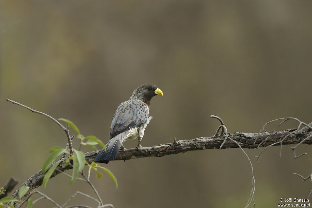 Western Plantain-eater, identification