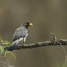 Touraco gris