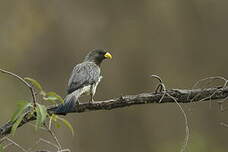 Touraco gris