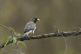 Touraco gris