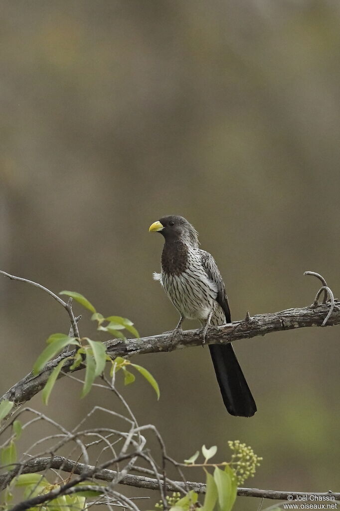 Western Plantain-eater, identification