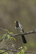 Western Plantain-eater