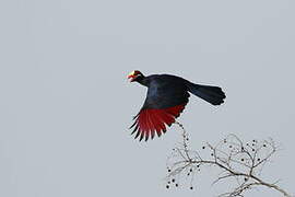 Violet Turaco