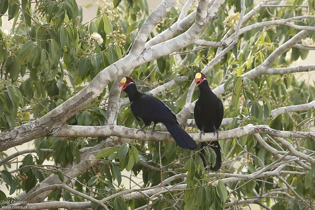 Touraco violetadulte, habitat