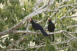 Violet Turaco