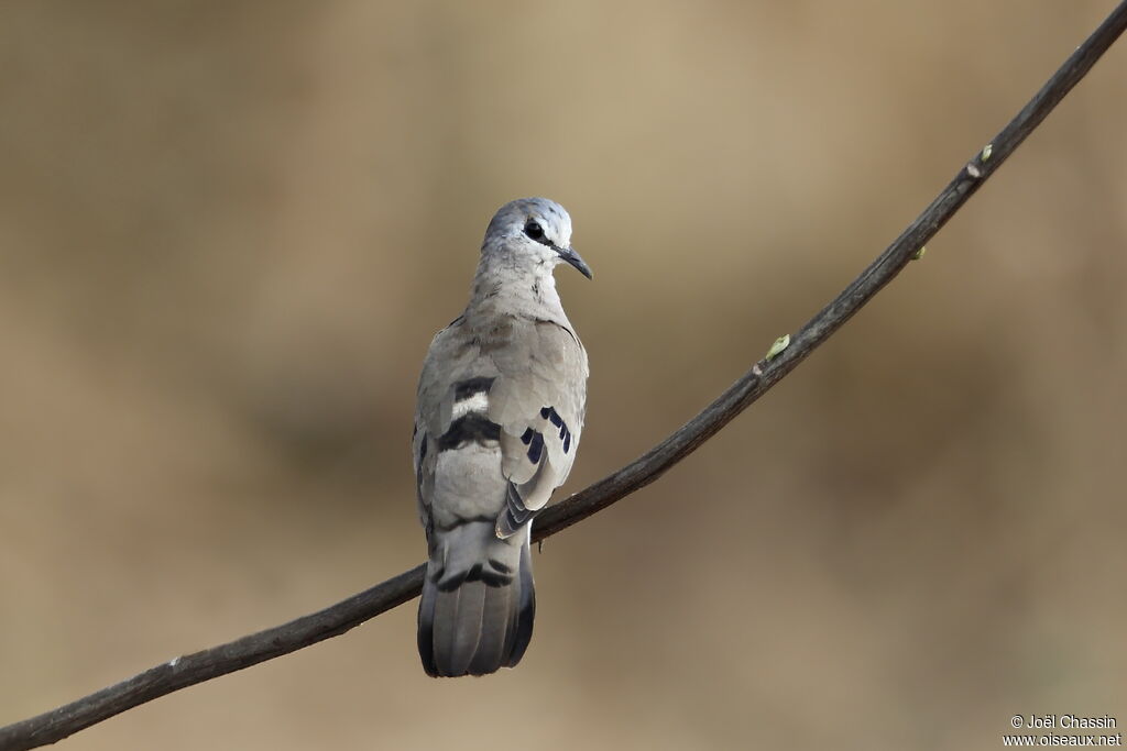 Tourtelette d'Abyssinie, identification