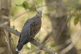 European Turtle Dove