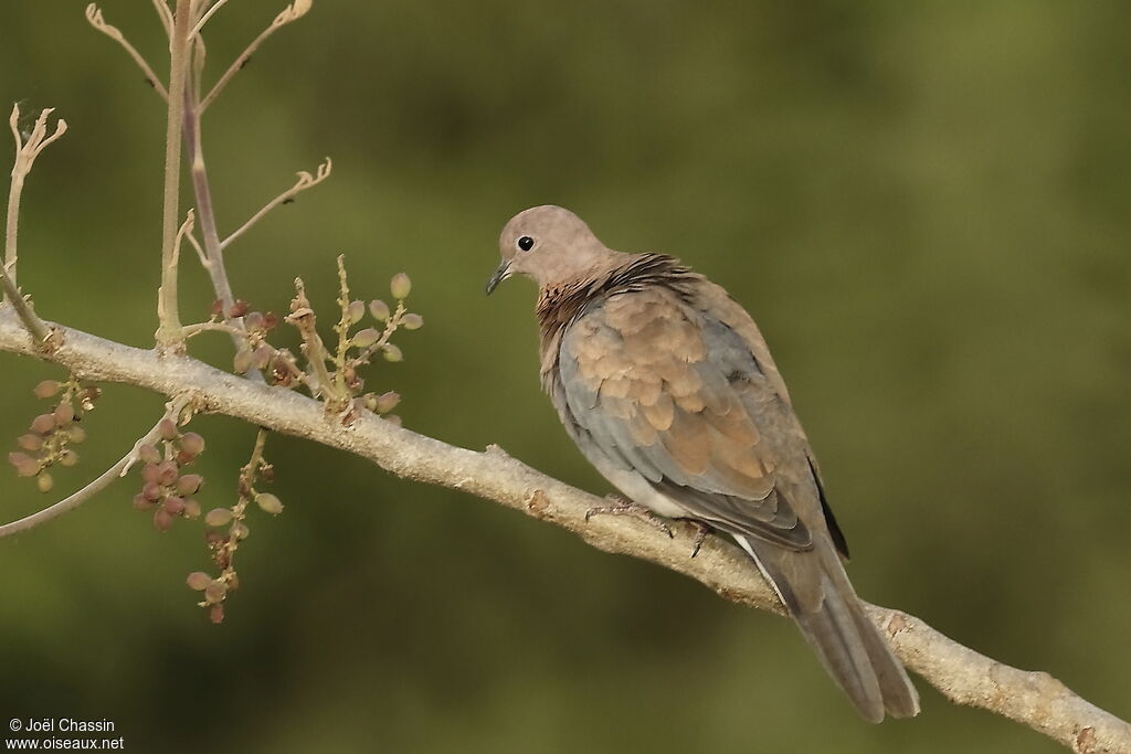 Tourterelle maillée, identification