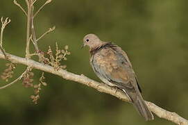 Laughing Dove