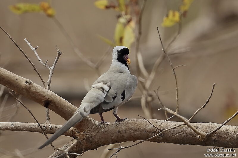 Namaqua Dove, identification