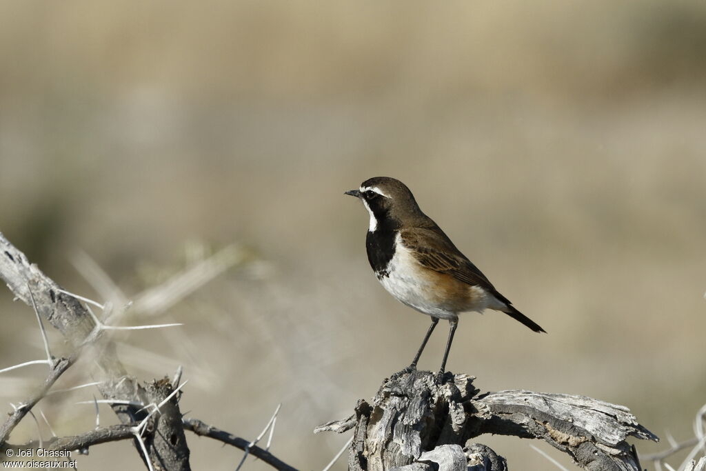 Capped Wheatear, identification