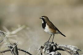 Capped Wheatear