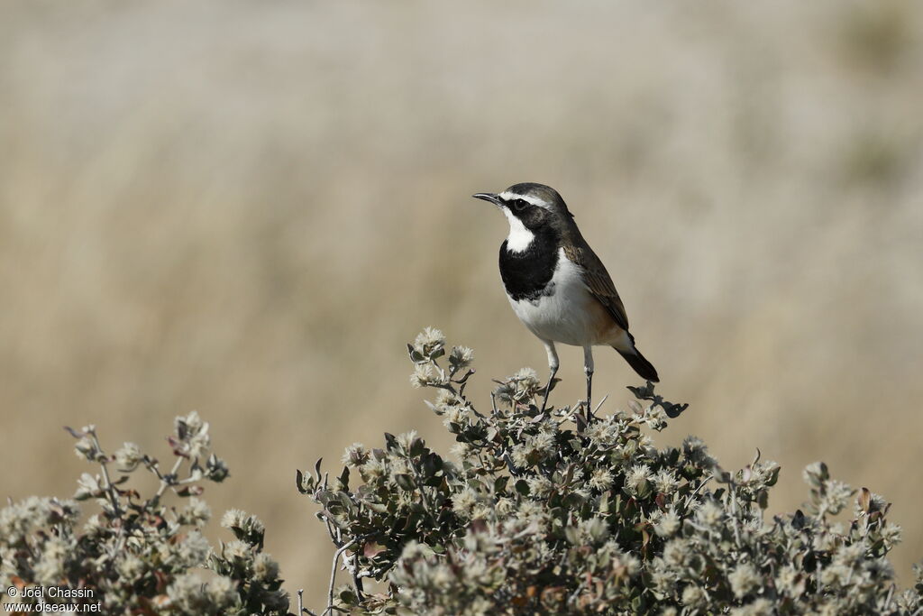 Capped Wheatear, identification