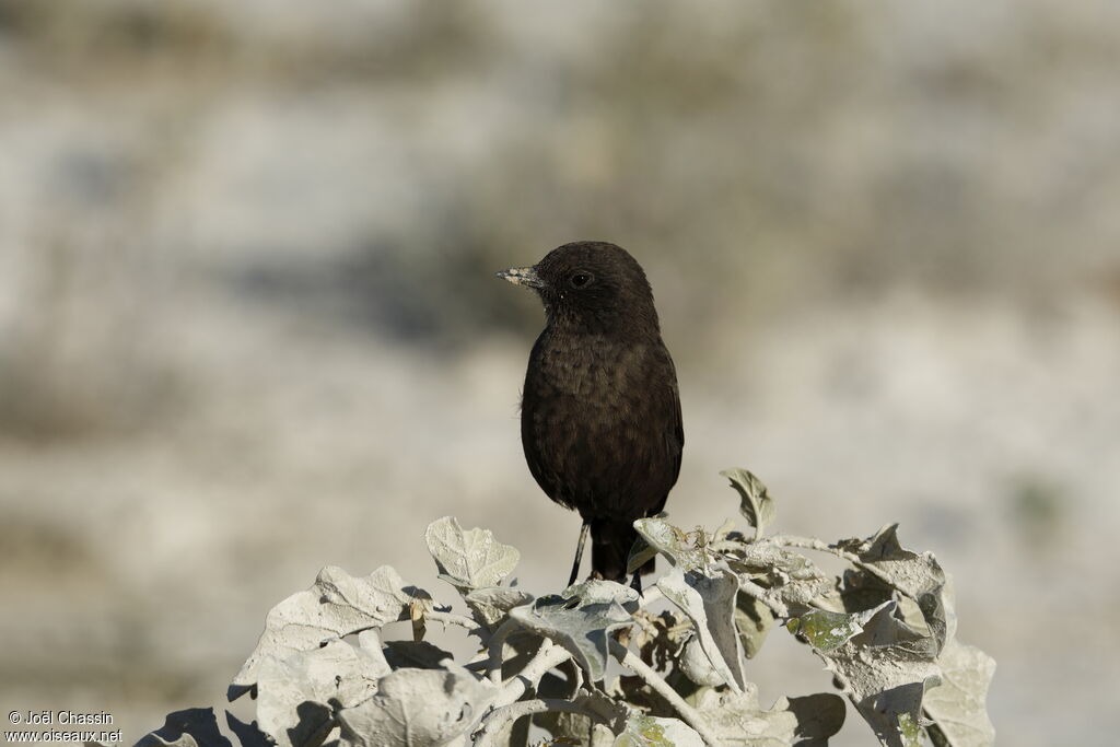 Ant-eating Chat, identification