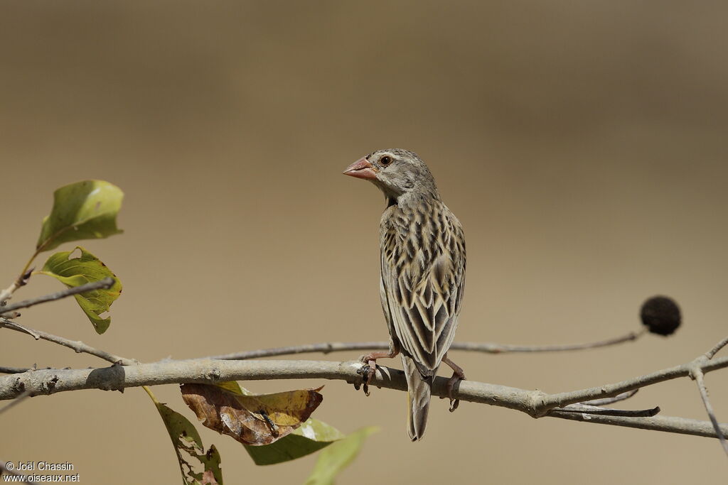 Travailleur à bec rouge, identification