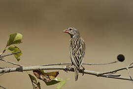 Red-billed Quelea