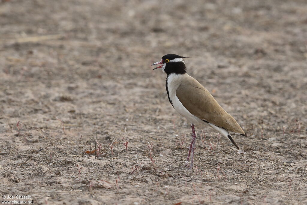 Vanneau à tête noire, identification, marche