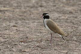 Black-headed Lapwing