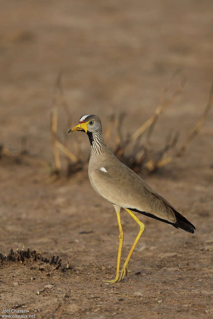 Vanneau du Sénégaladulte, identification