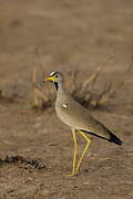 African Wattled Lapwing