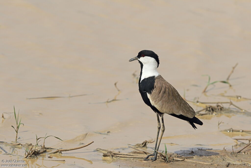 Vanneau éperonnéadulte, identification