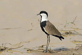 Spur-winged Lapwing