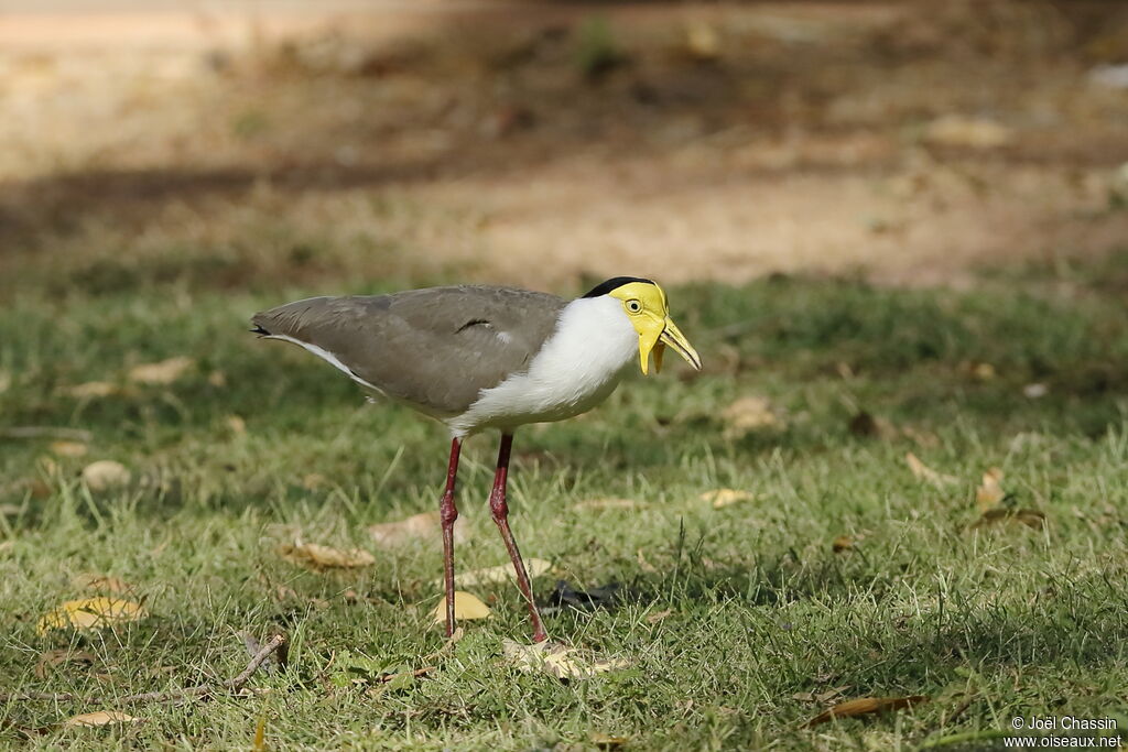 Masked Lapwing, identification