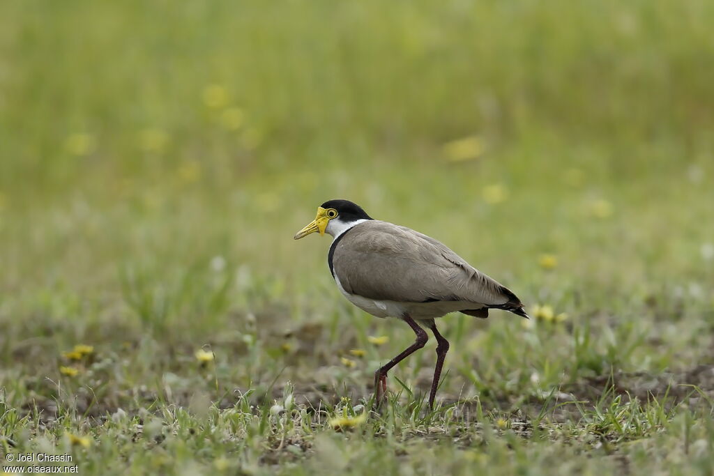 Masked Lapwing, identification