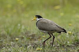 Masked Lapwing