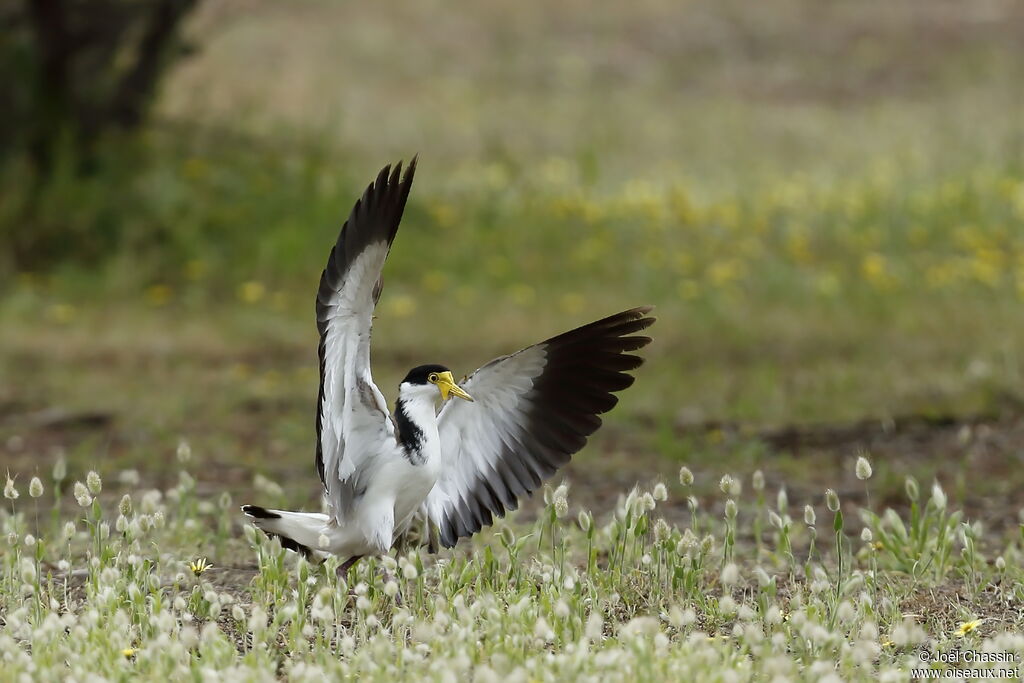 Masked Lapwing, identification