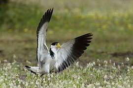 Masked Lapwing