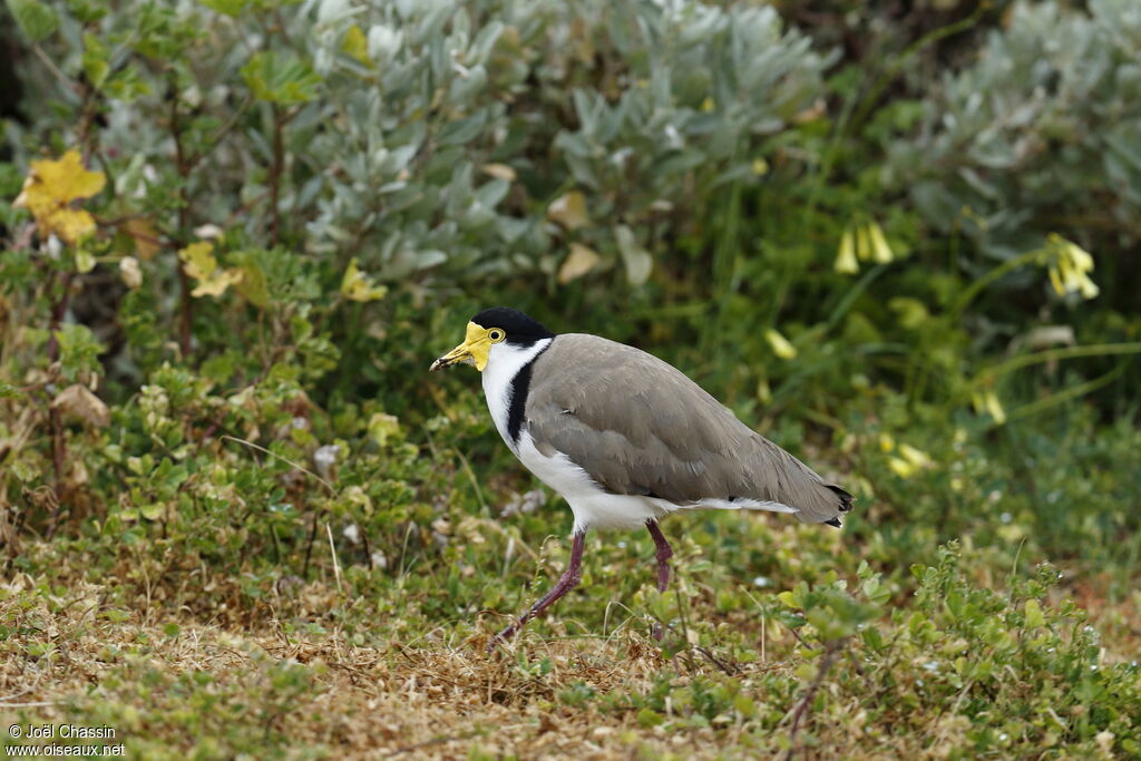 Masked Lapwing, identification