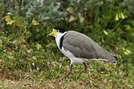 Masked Lapwing