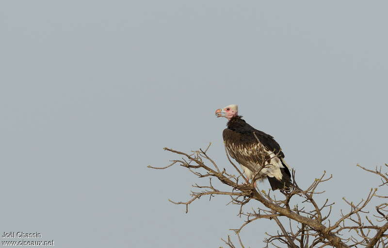 White-headed Vulture female adult, habitat, Behaviour