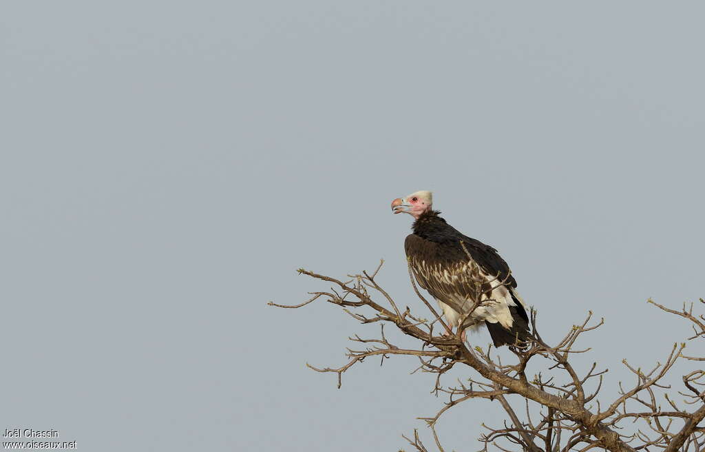 Vautour à tête blanche femelle adulte, habitat, Comportement