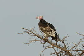 White-headed Vulture