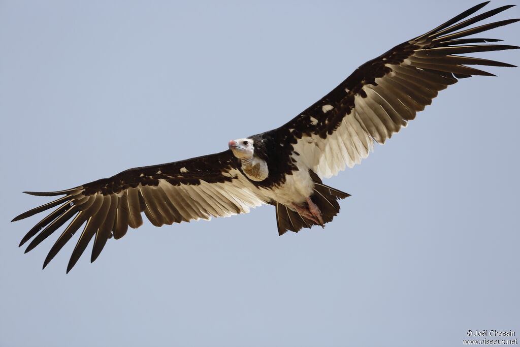 Vautour à tête blanche, Vol