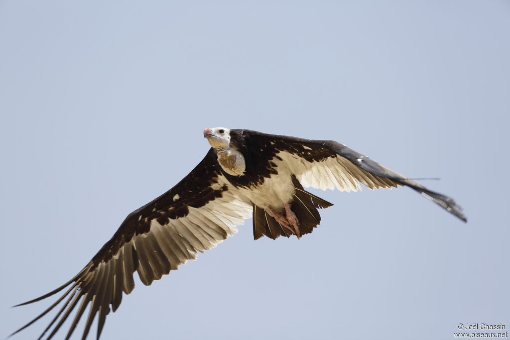 Vautour à tête blanche, Vol