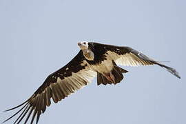 White-headed Vulture