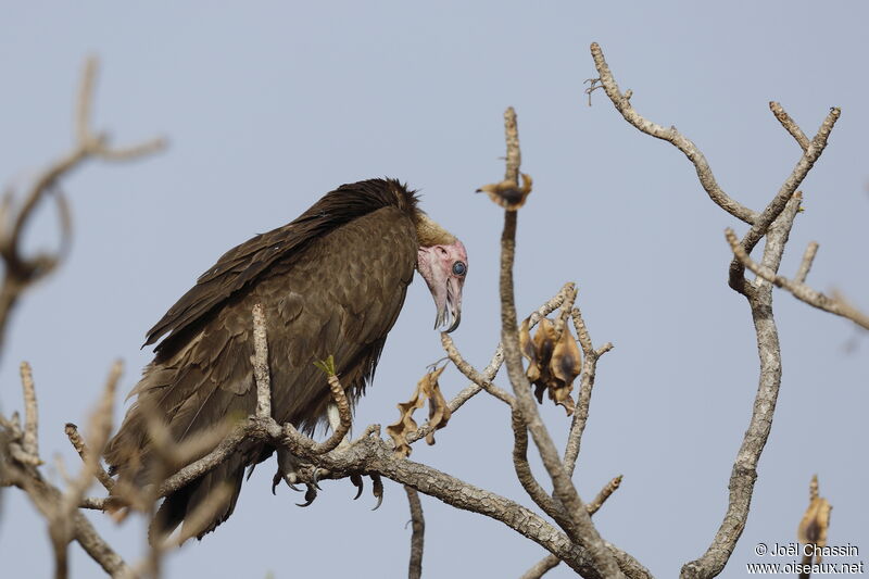 Hooded Vulture, identification