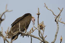 Hooded Vulture