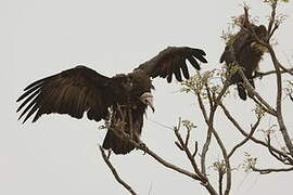 Hooded Vulture