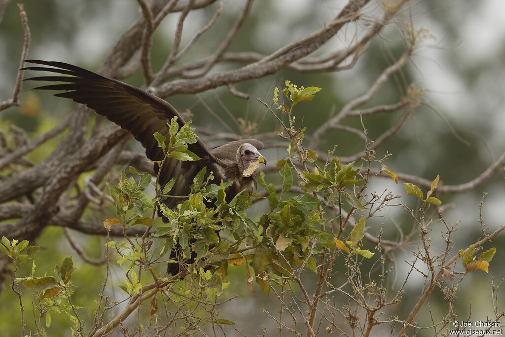 Hooded Vulture, identification